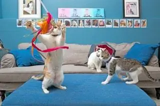 На изображении может находиться животное млекопитающее мэнкс домашнее животное кошка человек и человек