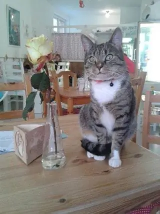 Это изображение может содержать домашний декор, деревянное животное, домашнее животное, млекопитающее, кошка, лиственная древесина, абиссинское растение, цветы, цветы и напольное покрытие.