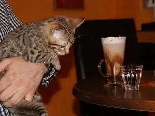 На изображении может находиться животное млекопитающее домашнее животное кошка человек кофейная чашка чашка напиток и напиток