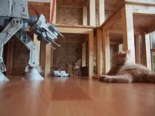 На изображении может находиться напольное покрытие, дерево, паркет, пол, животное, млекопитающее, кошка, домашнее животное, фанера и игрушка.