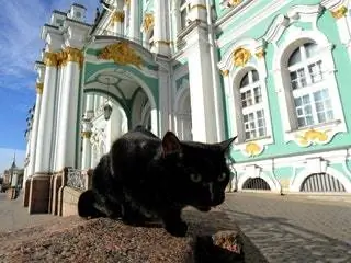 На изображении может находиться животное млекопитающее кошка домашнее животное архитектура здания мэнкс и черная кошка