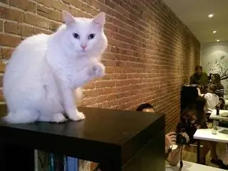 На изображении может находиться человек человек животное домашнее животное кошка млекопитающее мебель домашний декор дерево и в помещении