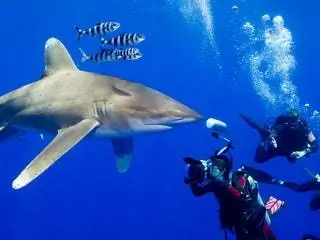 На изображении может находиться животное Морская жизнь Рыба Акула Вода Человек На открытом воздухе Дайвер Дайвер Спорт и спорт