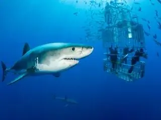 На изображении может находиться животное Морская жизнь Рыба Акула Человек и вода
