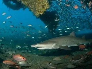 Это изображение может содержать Вода Водные животные Рыбы Морская жизнь Акула Океан Море На открытом воздухе и Природа