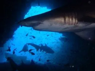 На изображении может находиться животное Рыба Морская жизнь и акула