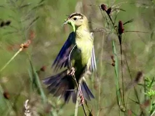 Это изображение может содержать птицу, животное и зяблик.