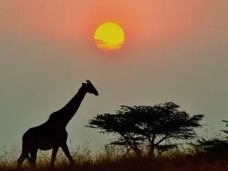 На изображении может находиться природа на улице животное дикая природа млекопитающие жираф пастбища поле саванна небо и силуэт