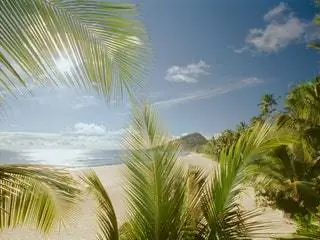 Это изображение может содержать Летнее растение Пальма Arecaceae Tree Tropical and Outdoors