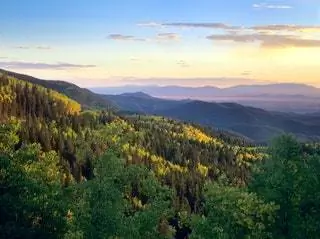 На изображении может находиться растение дерево пихта Abies Conifer на улице и природа