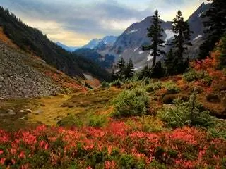 Это изображение может содержать Дерево Растение Пихта Пихта Природа На открытом воздухе Горный склон и Хвойное дерево