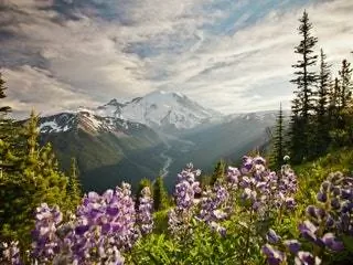 На изображении может находиться растение дерево цветок цветение гора на улице природа пихта Abies Lupin and Mountain Range