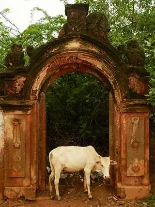 На изображении может находиться животное Крупный рогатый скот Корова Млекопитающее и бык