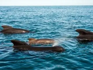 На изображении может находиться животное Морская жизнь Млекопитающие и дельфины На изображении может находиться животное Морская жизнь Млекопитающие и дельфины
