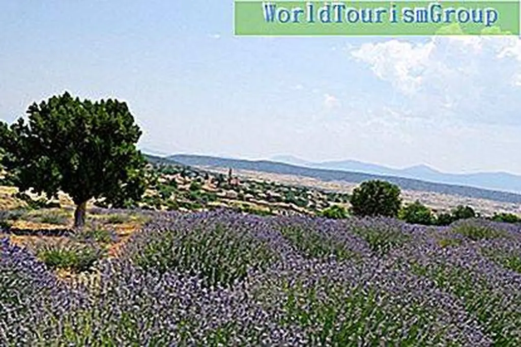 Image Image
