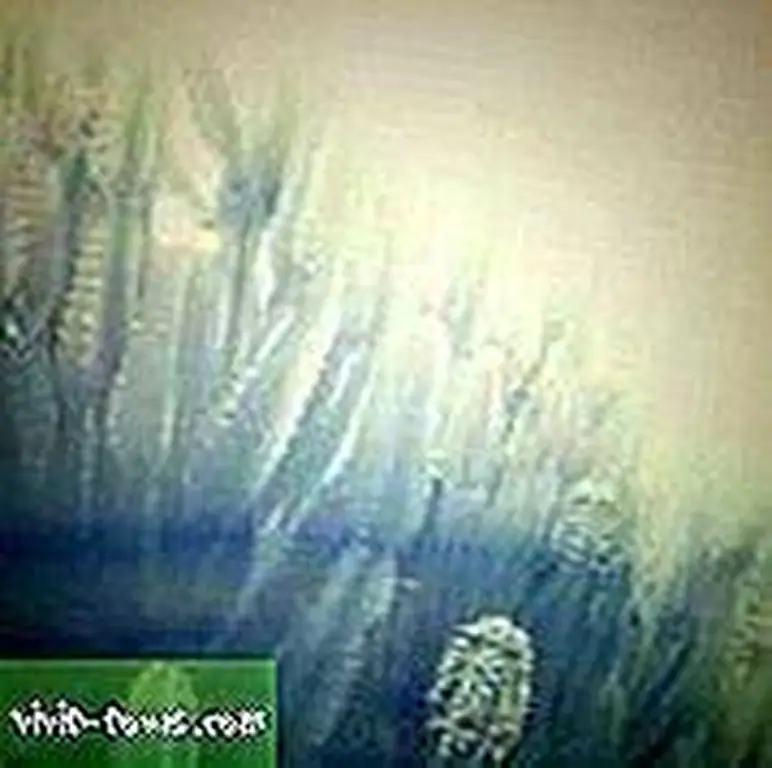 Image Image