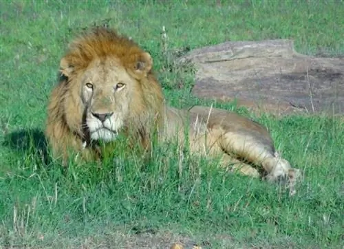 Наблюдение за львом во время африканского сафари