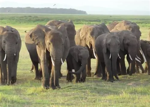 увидеть слонов на африканском сафари