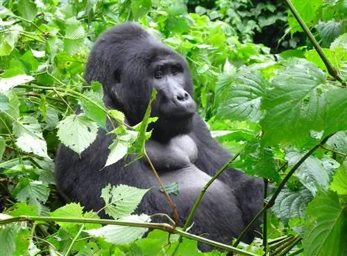 отправляйтесь в горы, чтобы увидеть горилл как альтернативу классическому африканскому сафари