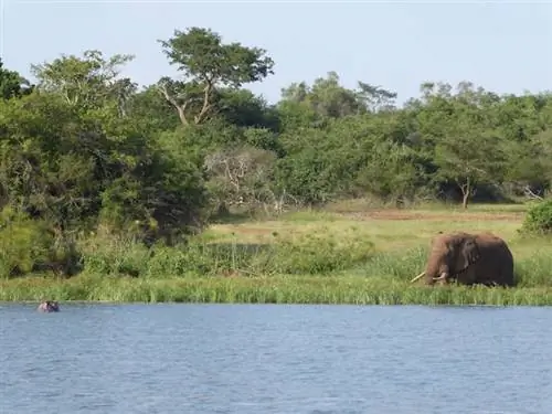 Бегемот и слон на берегу реки во время африканского сафари