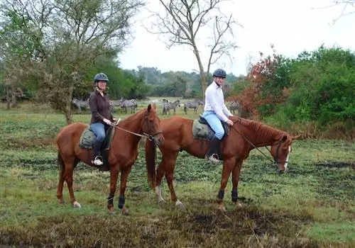 Сафари на лошадях в Африке