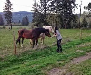 Кашли кормит лошадей