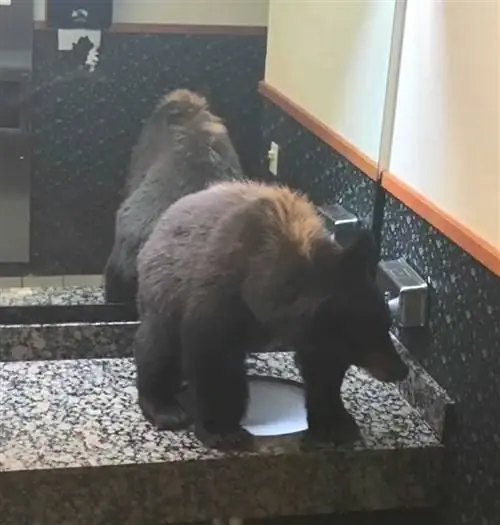Медведь в туалете