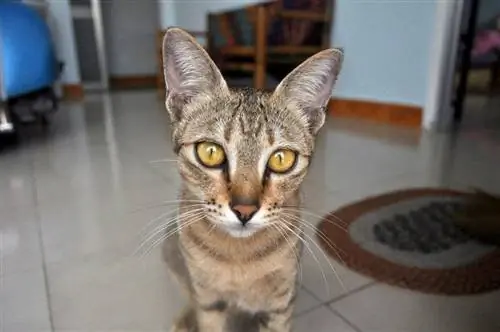 Посетите кафе Jacks Cafe, чем заняться в Хойане