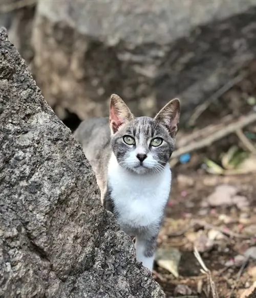 кошки в походе на Эль-Фаро