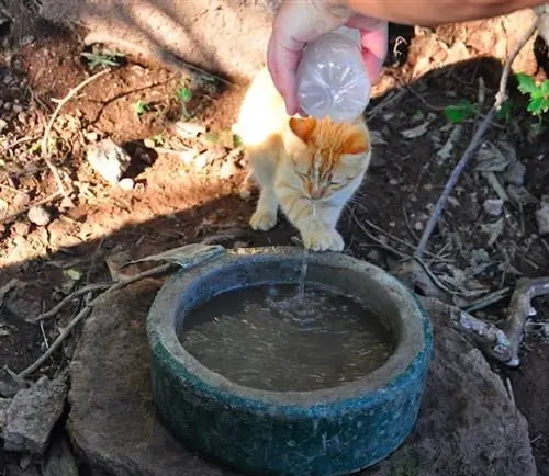 Привозим кошкам воду и еду в поход Масатлан