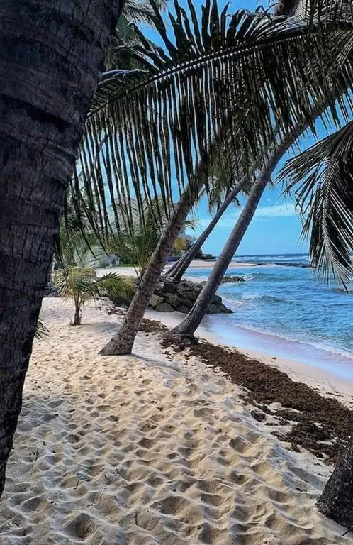 туристы теперь могут посещать Барбадос