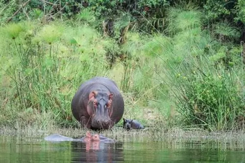 посетить Руанду туристам