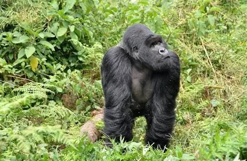 Руанда официально открывается для туризма – приветствуются все страны