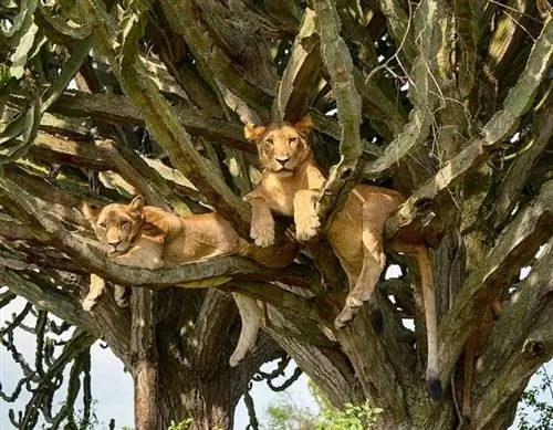 Львы в национальном парке Королевы Елизаветы, Уганда
