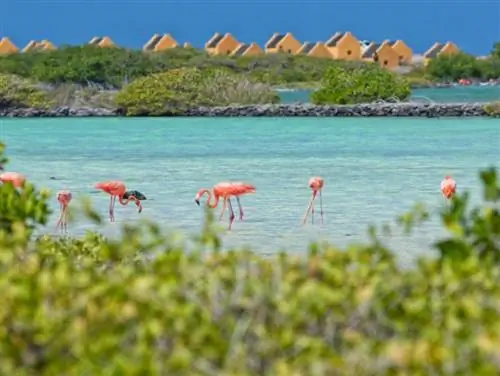 Бонэйр Карибский бассейн