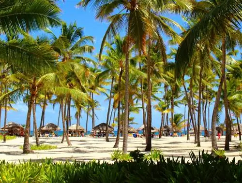 Роатан Карибского моря