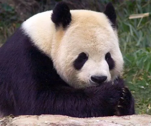 панда в Вашингтонском зоопарке