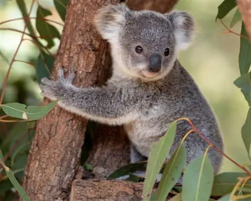 коала.