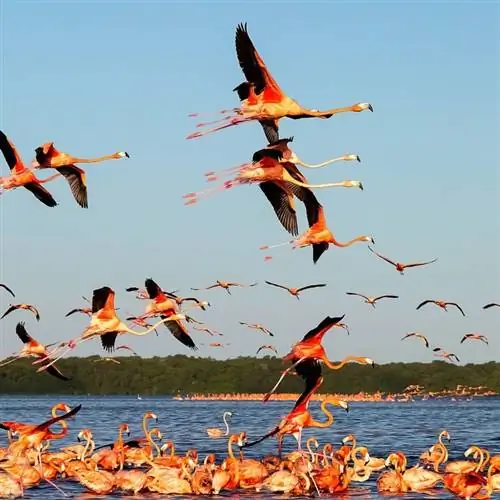 Национальный парк Селестун, Юкатан, Мерида, Мексика