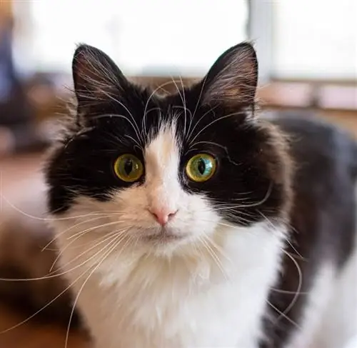 Конеко Кошачье Кафе