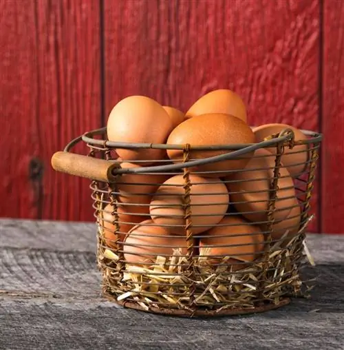 Ферма округа Квинс