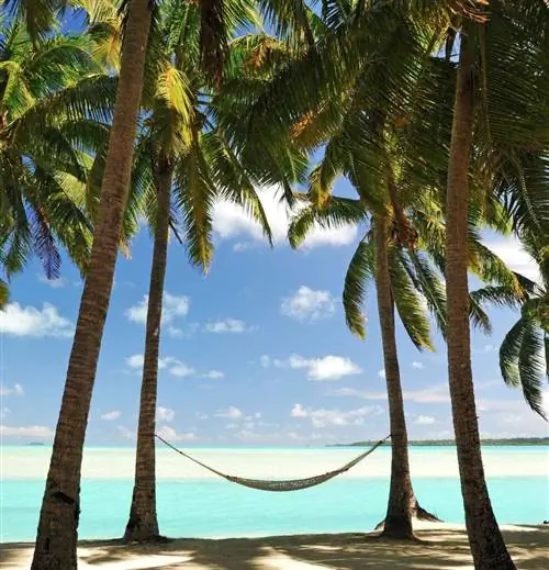 Пальмы Маврикия