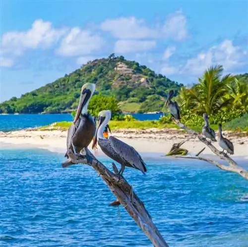 Гренада теперь пускает на сельскую площадь только вакцинированных путешественников