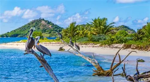 Гренада разрешит въезд в страну только вакцинированным путешественникам