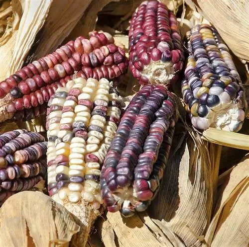 Местный разноцветный сорт кукурузы Zea mays, выращиваемый в Санта-Ана-дель-Валле, Оахака, Мексика. Уши длиной 3-5 см. Этот сорт выращивают отдельно от обычного белого сорта, чтобы предотвратить перекрестное опыление.
