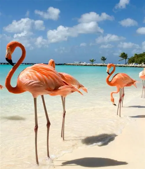 Розовые фламинго Арубы на пляже