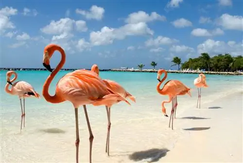 7 причин провести отпуск на Арубе этой зимой