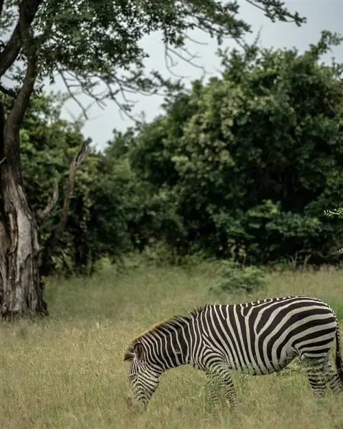 Замбия зебра