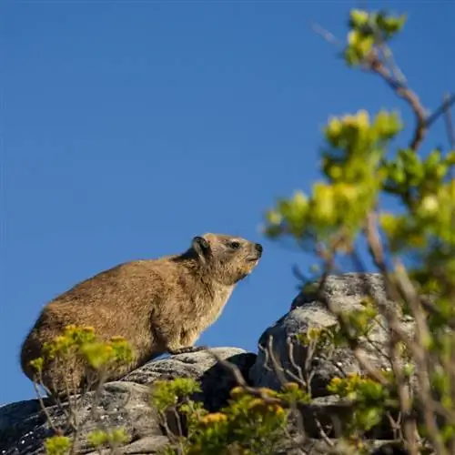Дэсси в лучах солнца на скале