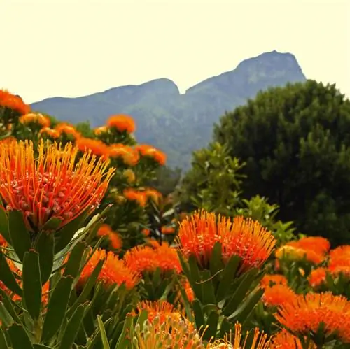 Протея в Кирстенбоше
